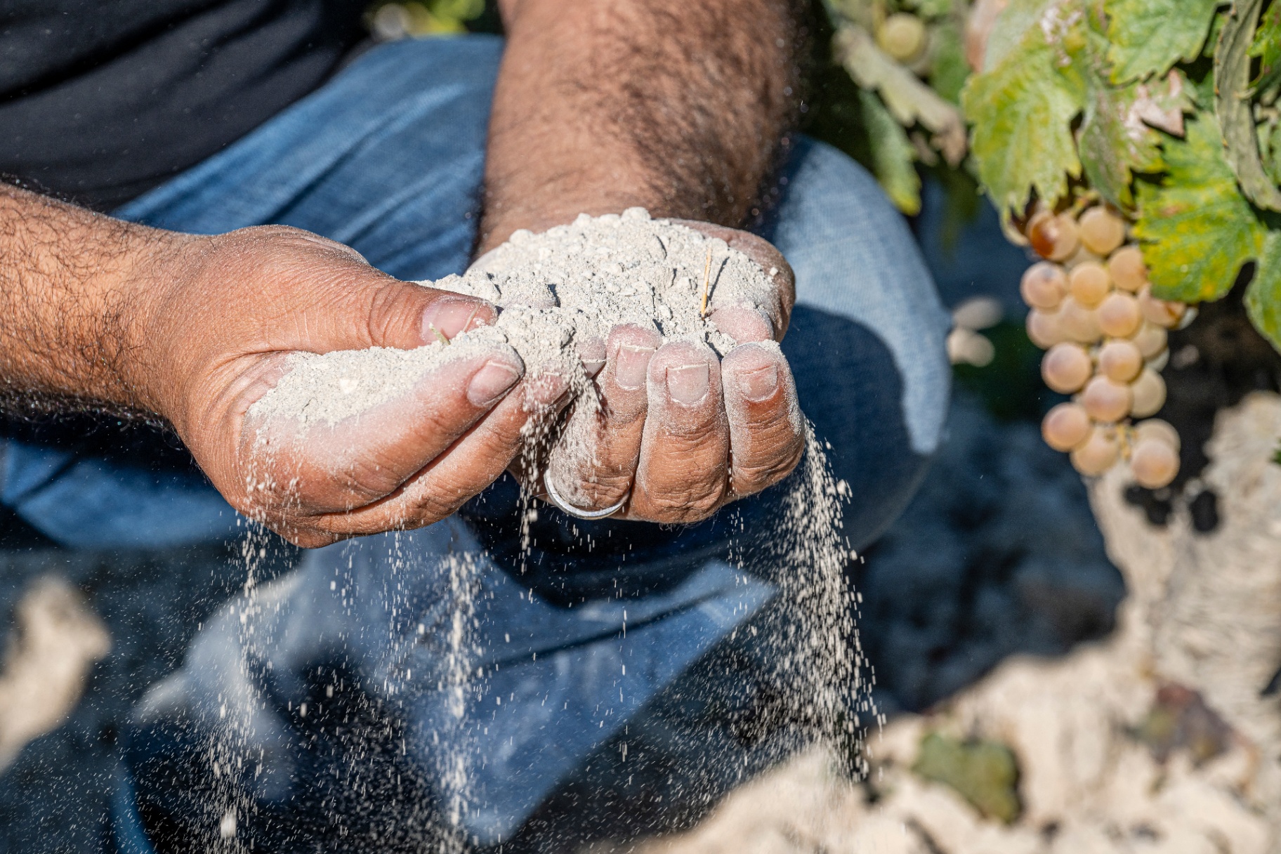 אדמת albariza לבנה נשפכת מבין האצבעות לצד אשכול Palomino